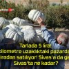 Tarlada 5 lira! 11 kilometre uzaklıktaki pazarda ise 30 liradan satılıyor! Sivas’a da geliyor? Sivas’ta ne kadar?