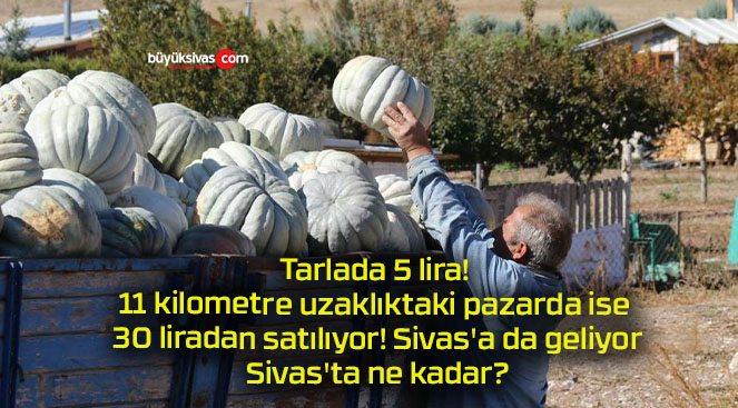 Tarlada 5 lira! 11 kilometre uzaklıktaki pazarda ise 30 liradan satılıyor! Sivas’a da geliyor? Sivas’ta ne kadar?