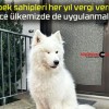 Köpek sahipleri her yıl vergi veriyor! Sizce ülkemizde de uygulanmalı mı?