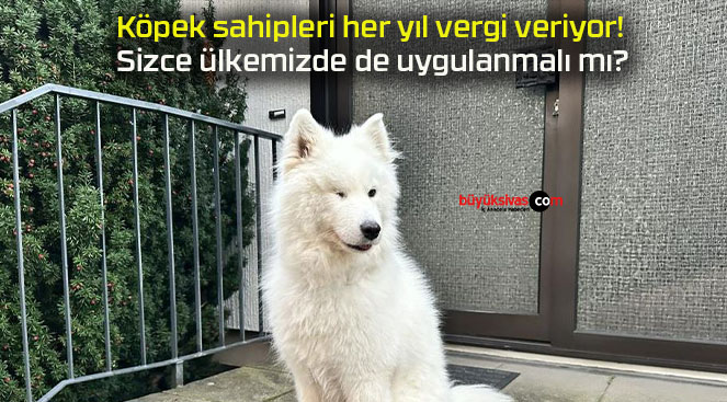 Köpek sahipleri her yıl vergi veriyor! Sizce ülkemizde de uygulanmalı mı?