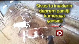 Sivas’ta ineklerin deprem paniği kameraya yansıdı!