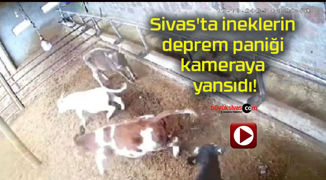 Sivas’ta ineklerin deprem paniği kameraya yansıdı!