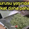 Kurusu yaşından 5 kat daha pahalı!