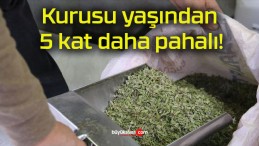 Kurusu yaşından 5 kat daha pahalı!