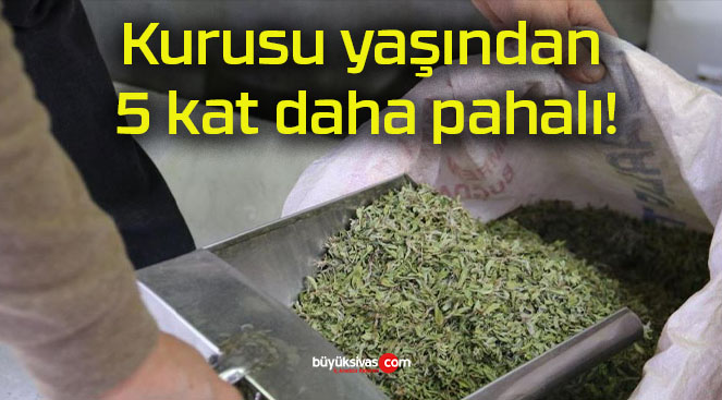 Kurusu yaşından 5 kat daha pahalı!