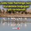 Ulaş Gölü’nde flamingo sürprizi! Kuraklıkla boğuşan göl renklendi!