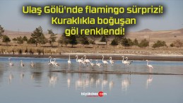 Ulaş Gölü’nde flamingo sürprizi! Kuraklıkla boğuşan göl renklendi!