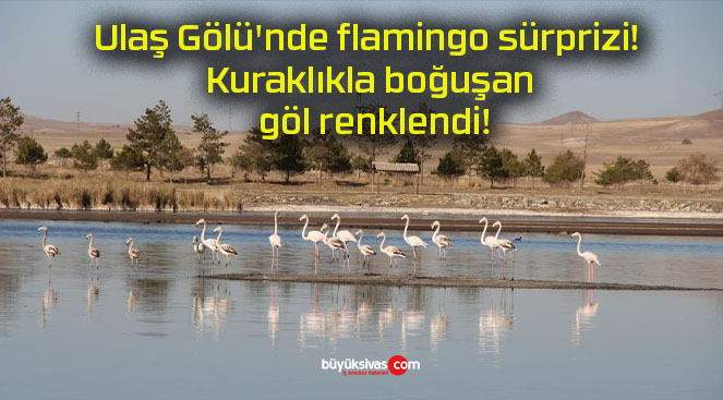 Ulaş Gölü’nde flamingo sürprizi! Kuraklıkla boğuşan göl renklendi!