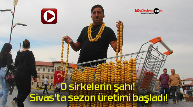 O sirkelerin şahı! Sivas’ta sezon üretimi başladı!