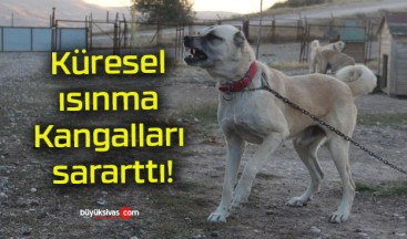 Küresel ısınma Kangalları sararttı!