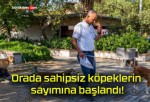 Orada sahipsiz köpeklerin sayımına başlandı!