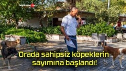 Orada sahipsiz köpeklerin sayımına başlandı!