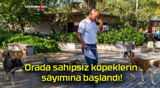 Orada sahipsiz köpeklerin sayımına başlandı!