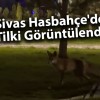 Sivas Hasbahçe’de Tilki Görüntülendi