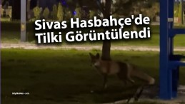 Sivas Hasbahçe’de Tilki Görüntülendi