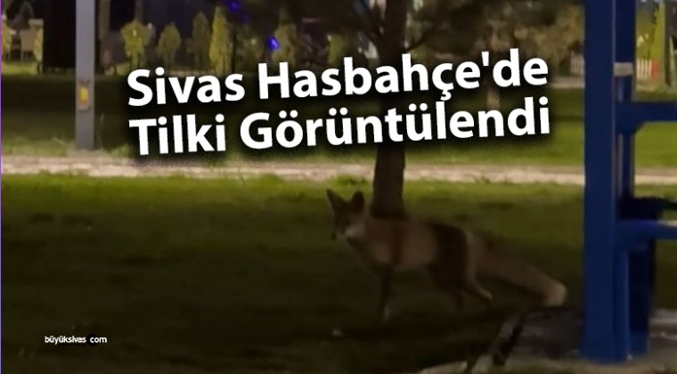 Sivas Hasbahçe’de Tilki Görüntülendi