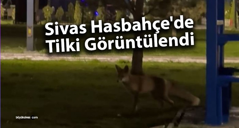 Sivas Hasbahçe’de Tilki Görüntülendi