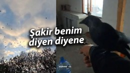 Sivas’ın Fenomen Kargası “Şakir” Benim Diyen Diyene…