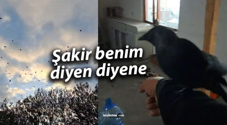 Sivas’ın Fenomen Kargası “Şakir” Benim Diyen Diyene…