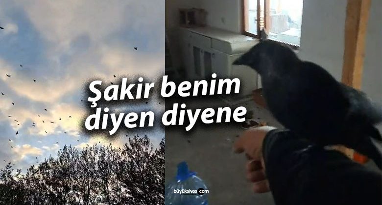 Sivas’ın Fenomen Kargası “Şakir” Benim Diyen Diyene…