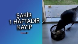 SCÜ’nün Sevimli Ziyaretçisi: Karga Şakir Kayıplarda