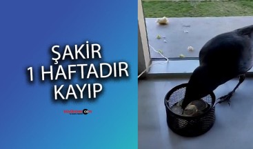 SCÜ’nün Sevimli Ziyaretçisi: Karga Şakir Kayıplarda