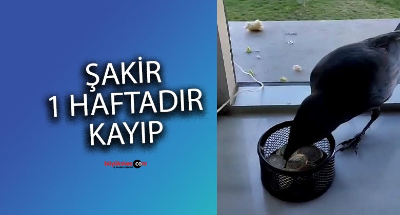 SCÜ’nün Sevimli Ziyaretçisi: Karga Şakir Kayıplarda