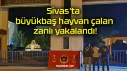 Sivas’ta büyükbaş hayvan çalan zanlı yakalandı!