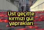 Üst geçitte kırmızı gül yaprakları