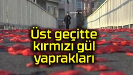 Üst geçitte kırmızı gül yaprakları