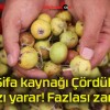 Şifa kaynağı Çördük! Azı yarar! Fazlası zarar!