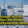 Kangal’da Yılkı Atları Karla Kaplı Yolda Kameraya Yansıdı