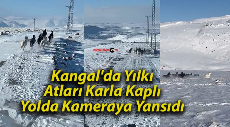 Kangal’da Yılkı Atları Karla Kaplı Yolda Kameraya Yansıdı