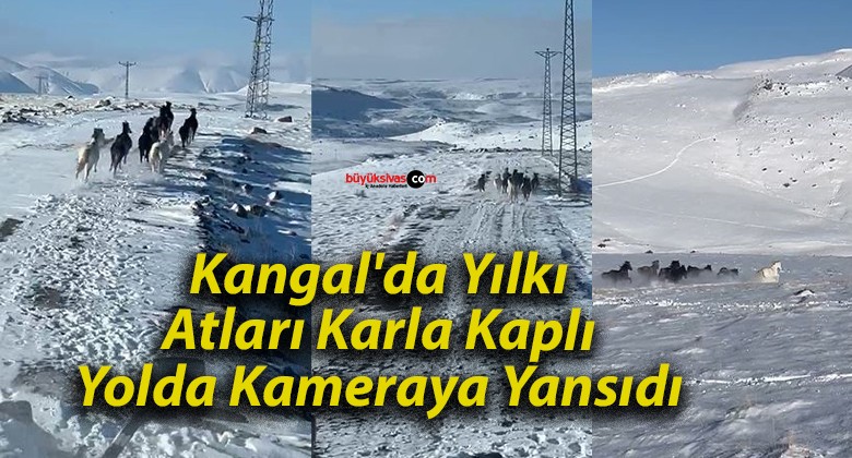 Kangal’da Yılkı Atları Karla Kaplı Yolda Kameraya Yansıdı