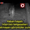 Yaban hayatı köprüsü belgeselleri aratmayan görüntüler sundu!