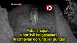 Yaban hayatı köprüsü belgeselleri aratmayan görüntüler sundu!