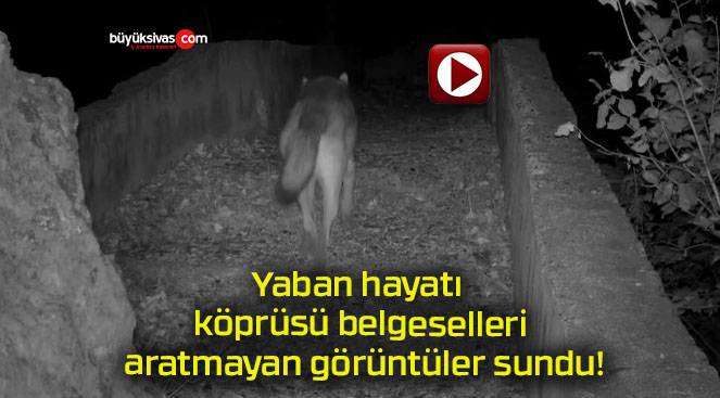 Yaban hayatı köprüsü belgeselleri aratmayan görüntüler sundu!