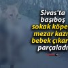 Sivas’ta başıboş sokak köpeği mezar kazıp bebek çıkarıp parçaladı