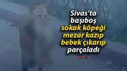 Sivas’ta başıboş sokak köpeği mezar kazıp bebek çıkarıp parçaladı