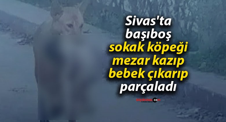 Sivas’ta başıboş sokak köpeği mezar kazıp bebek çıkarıp parçaladı