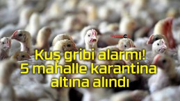 Kuş gribi alarmı! 5 mahalle karantina altına alındı