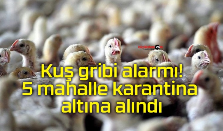 Kuş gribi alarmı! 5 mahalle karantina altına alındı