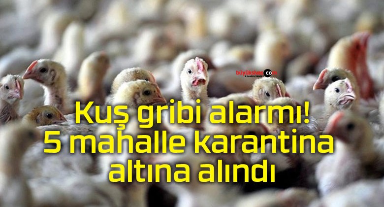 Kuş gribi alarmı! 5 mahalle karantina altına alındı