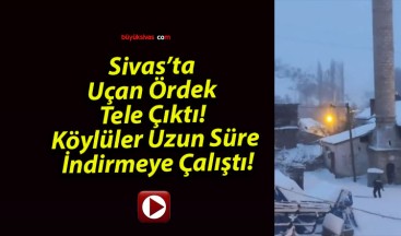 Sivas’ta Uçan Ördek Tele Çıktı! Köylüler Uzun Süre İndirmeye Çalıştı!