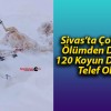 Sivas’ta Çobanlar Ölümden Döndü: 120 Koyun Donarak Telef Oldu