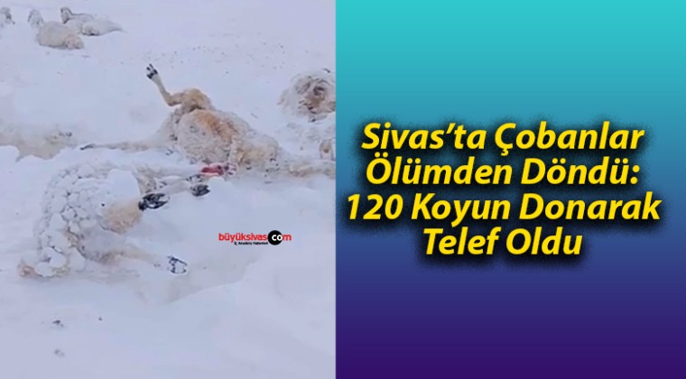 Sivas’ta Çobanlar Ölümden Döndü: 120 Koyun Donarak Telef Oldu