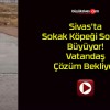 Sivas’ta Sokak Köpeği Sorunu Büyüyor! Vatandaş Çözüm Bekliyor!