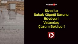 Sivas’ta Sokak Köpeği Sorunu Büyüyor! Vatandaş Çözüm Bekliyor!