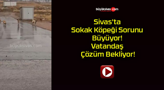 Sivas’ta Sokak Köpeği Sorunu Büyüyor! Vatandaş Çözüm Bekliyor!