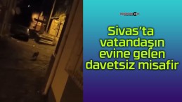 Sivas’ta vatandaşın evine gelen davetsiz misafir